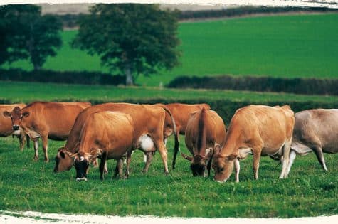 Vache Jersiaise prairie bio