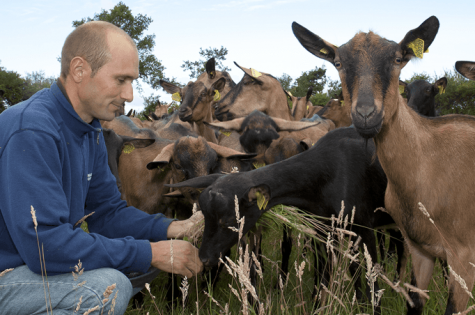 Bien être animal éleveur et chèvres