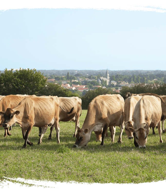 Bien être animal - vaches en liberté