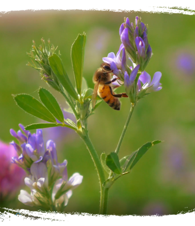 Écologie, abeille sur une fleur